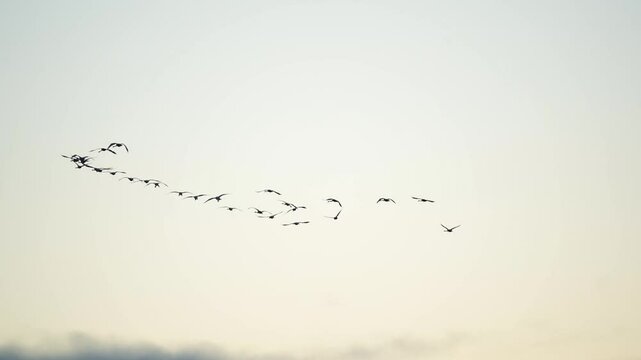 A flock of silhouetted birds flies in a loose V-formation, soaring through a soft, bright, and featureless Icelandic sky, capturing a moment of natural aerial ballet in a Nordic landscape.