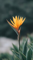 Obraz premium Radiant bird of paradise flower flares vividly, reminiscent of vibrant Hawaiian Aloha festivals and tropical botanic wonders