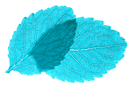 a close up of two leaves on a white background