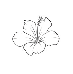 Delicate hibiscus flower outline with prominent stamen and petals botanical illustration