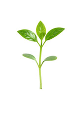 Fototapeta premium A solitary, young green plant seedling, 4-6 inches tall, with vibrant emerald green, glossy leaves and glistening dew drops, emerging from dark potting soil against a transparent background, concept