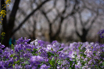 春爛漫、紫と桜の競演
