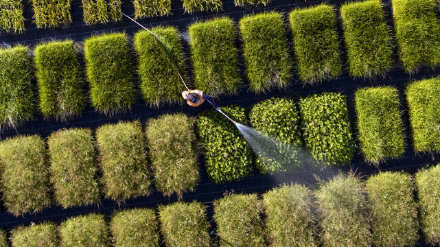 Aerial view of a nursery worker watering rows of native plants, creating a vibrant mosaic of greens and yellows against the dark asphalt, Nelson, Nelson Region, New Zealand.