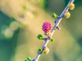 Larch tree fresh pink cones blossom at spring on nature background