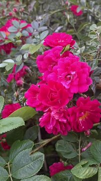 pink rose bush