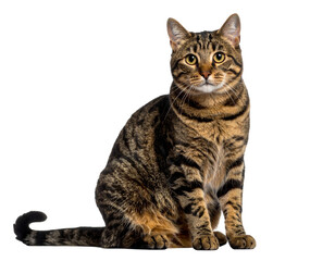 Obraz premium Untitled design - Front-Facing Tabby Cat Sitting Upright, Alert Expression, isolated on transparent background