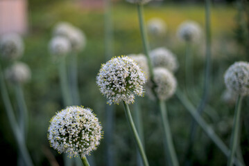 Photo of green chinese onion blooming