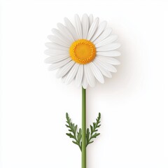 Close-Up of White Daisy Flower with Bright Yellow Center and Green Stem