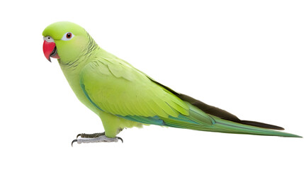Graceful Green Parrot