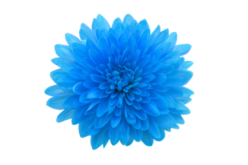 a blue flower on a white background