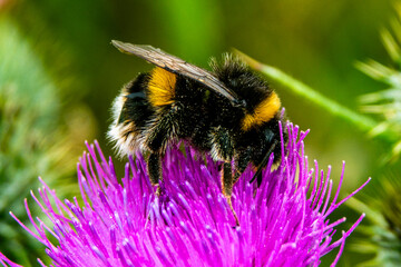 A buff Tailed bumblebee feeding on the nectar in a thistle flower while covered in pollen