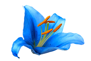 a blue flower with yellow stamens on a white background