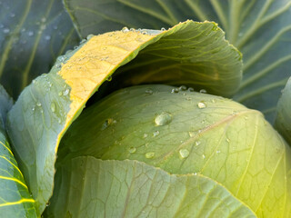 Head of cabbage vegetable 