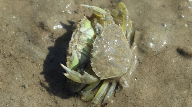 Strandkrabben (Carcinus maenas) bei der Paarung im Watt
