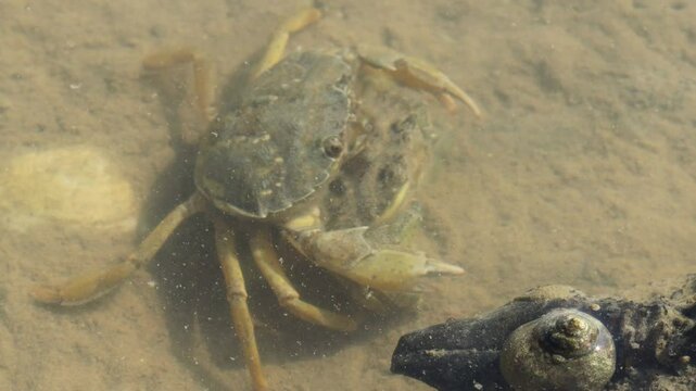 Strandkrabben (Carcinus maenas) bei der Paarung im Watt
