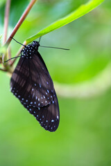 枝にとまるツマムラサキマダラ