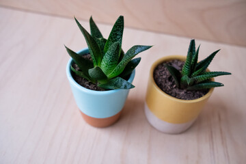 Stylish Mini Succulents in Modern Ceramic Pots on Wooden Surface