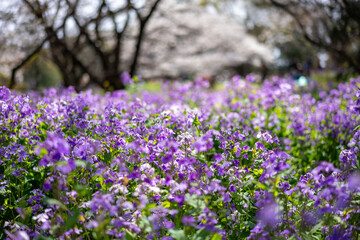 紫色の絨毯と桜並木