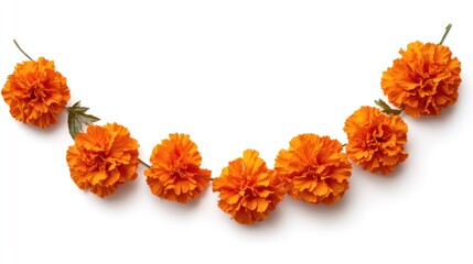 Orange marigold flowers arranged in a curved garland on a white background.