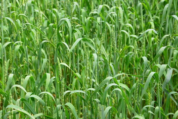 Lush Green spring Wheat Field in Sunlight isolated close up