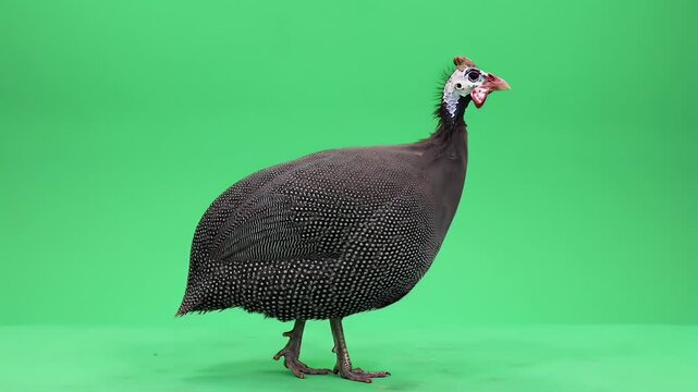 Guinea Fowl Portrait on Green Screen
