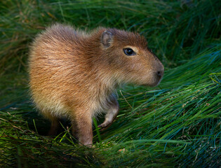Capibara bebe