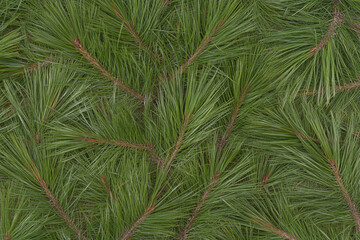 Exploring the intricate texture of pine needles in natural chaos