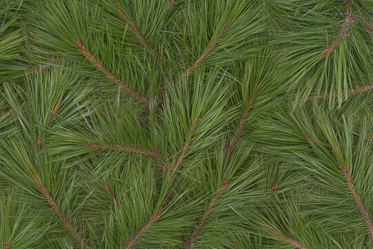 Exploring the intricate texture of pine needles in natural chaos
