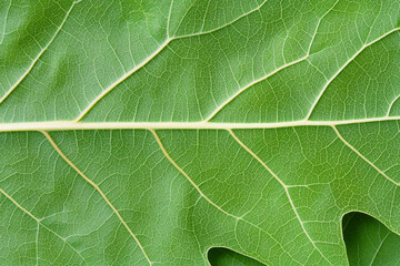 Intricate patterns of leaf veins revealing nature's design