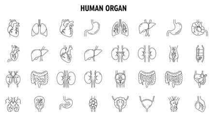 Human organs line icon set. Vector pictograms of heart, lungs, liver, stomach, intestine, kidney, bladder, anatomy thin linear illustration.

