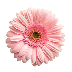 pink gerber daisy isolated on white