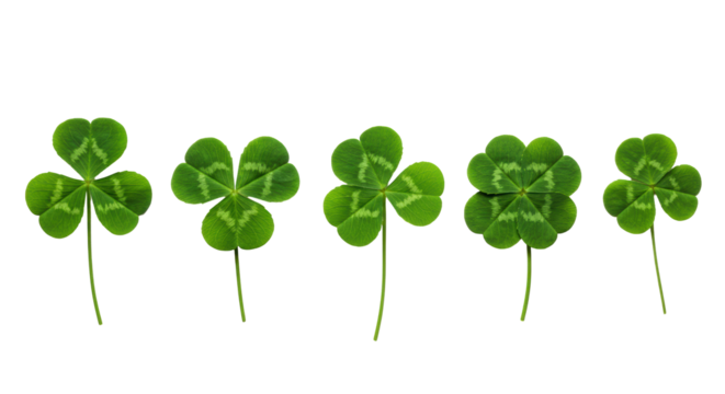 Ultra-realistic UHD macro photograph of five distinct green clovers, three three-leaf and two rare four-leaf, perfectly formed and arranged horizontally on a transparent background with no