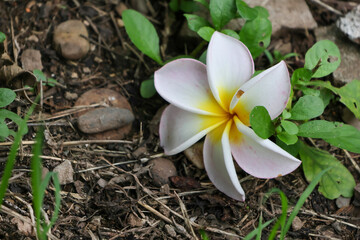 White frangipani blossoms with a touch of yellow glow, embodying tropical nature's beauty and the essence of a serene spa