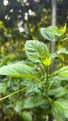 green leaves of a tree