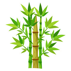 Obraz premium bamboo leaves isolated on white