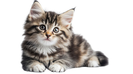 Fototapeta premium Adorable kitten with fluffy fur and captivating gaze sitting calmly and looking forward isolated on white background
