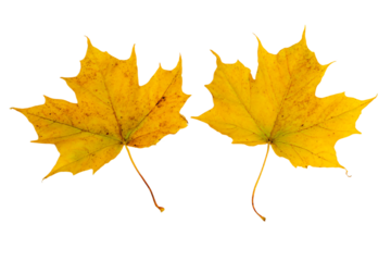 two yellow leaves are shown on a white background