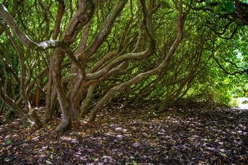 Twisted Trees in a Lush Thicket
