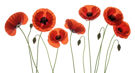 Vibrant red poppies with black centers, green stems, and seed pods, some petals translucent with delicate veins due to backlighting, isolated on a transparent background with no shadows, ultra