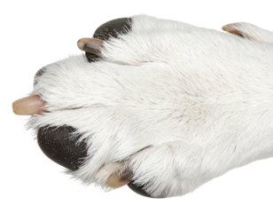  Detailed Top-Down View of a Canine Paw with Exposed Textured Pads, Isolated on Transparent Background PNG