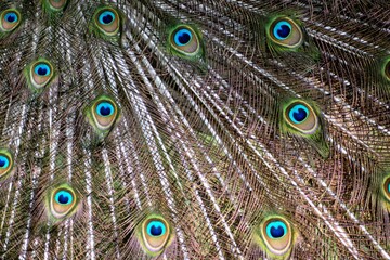 Obraz premium close up of peacock feather