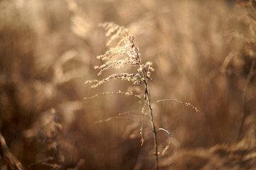 Golden light illuminates slender grass standing tall in a vast field, creating a serene and peaceful atmosphere during the late afternoon in autumn