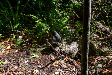 Small Bird in Lush Forest Setting