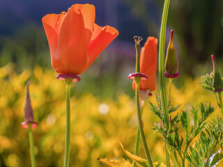 California poppy flowers illuminated by the sunset light, in the garden of the main square of the...