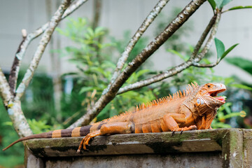 Vibrant Orange Iguana Lizard on Rock, Exotic Reptile Wildlife, is eating vegetables