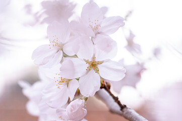 Fototapeta premium 満開の桜の花