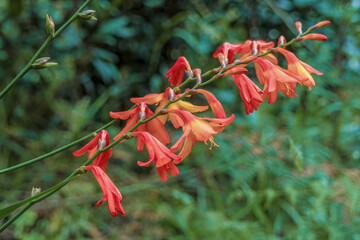 Montbretia flowers in full bloom, in a forest in the eastern Andean mountains of central Colombia near the Iguaque natural reserve.
