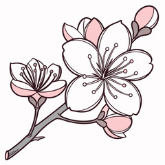 powder puff pink flower on white background 