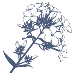 phlox white on white phlox white