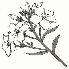 phlox white with leaves